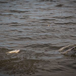 Matrix Plastic Bottom Weighted Feeder Small 50gr Plastikowy Koszyczek Zanętowy Matrix GFR254 - obrazek 19