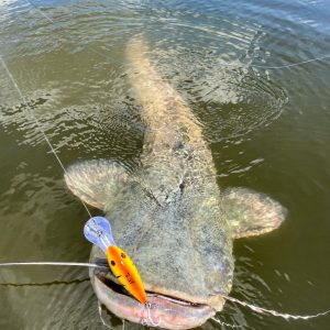 Black Cat 50g 16cm Cranker red head sinking - obrazek 7