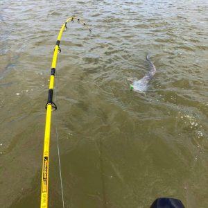 Black Cat 50g 16cm Cranker red head sinking - obrazek 12