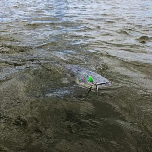 Black Cat 50g 16cm Cranker red head sinking - obrazek 10