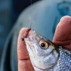 Guru Kuranku rozm 18 Zadziorowe z Łopatką 10szt Haczyki Guru GKU18 - obrazek 4