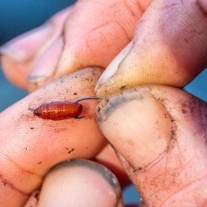Guru Kuranku rozm 18 Zadziorowe z Łopatką 10szt Haczyki Guru GKU18 - obrazek 7