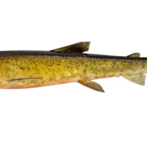 Savage Gear 3D WHITEFISH SHAD 9cm 7g DIRTY ROACH 1szt